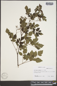 Ampelopsis arborea image