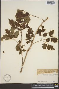 Ampelopsis arborea image