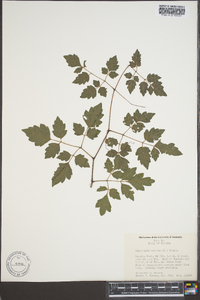 Ampelopsis arborea image