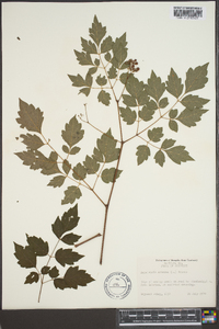 Ampelopsis arborea image