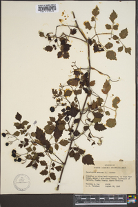 Ampelopsis arborea image