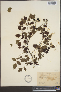 Ampelopsis arborea image