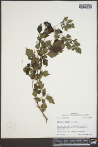 Ampelopsis arborea image