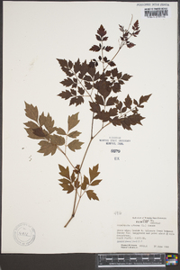 Nekemias arborea image
