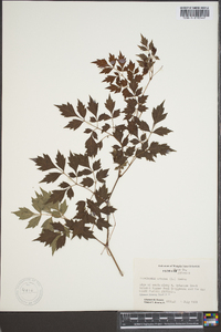 Ampelopsis arborea image