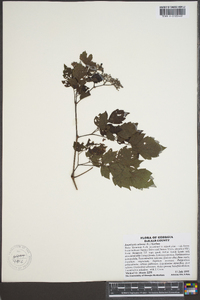 Ampelopsis arborea image