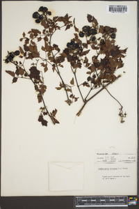 Ampelopsis arborea image