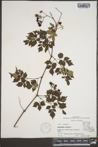 Ampelopsis arborea image