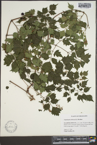 Ampelopsis arborea image