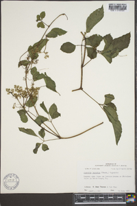 Cayratia japonica image