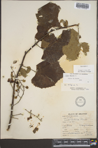 Vitis vulpina image