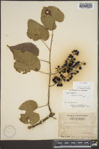 Vitis vulpina image