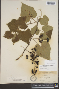 Vitis vulpina image