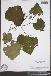 Vitis vulpina image