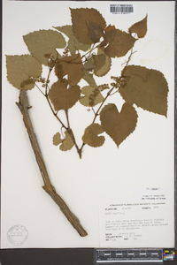 Vitis vulpina image