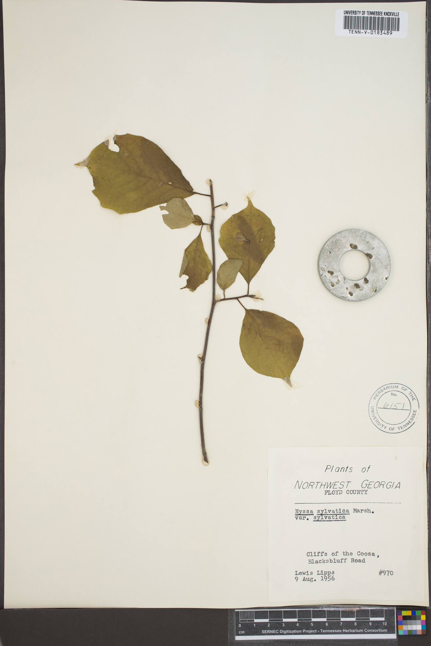 Nyssa sylvatica var. sylvatica image
