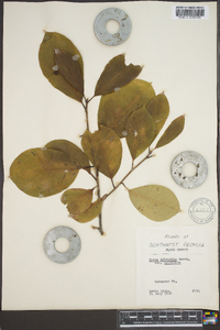 Nyssa sylvatica var. sylvatica image