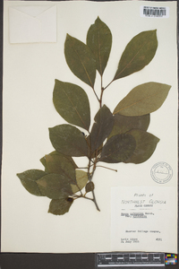 Nyssa sylvatica var. sylvatica image