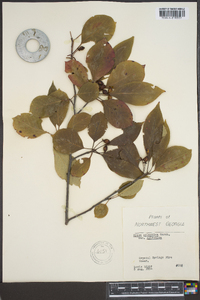 Nyssa sylvatica var. sylvatica image