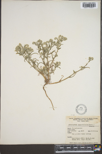 Johnstonella angustifolia image