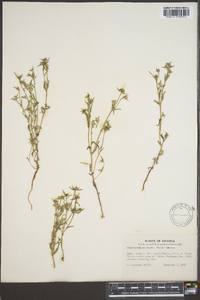 Cryptantha barbigera image