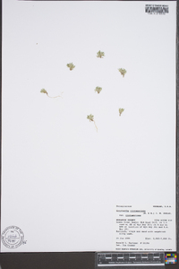 Greeneocharis circumscissa var. circumscissa image