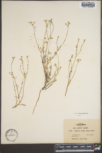 Cryptantha flaccida image