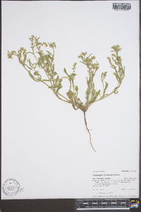 Cryptantha kelseyana image