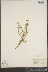 Cryptantha leiocarpa image