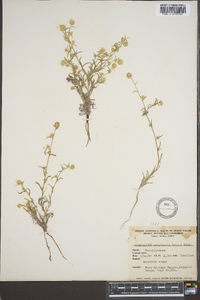 Cryptantha nevadensis image