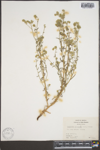 Cryptantha pterocarya image