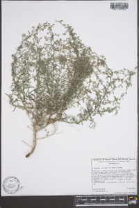 Johnstonella racemosa image