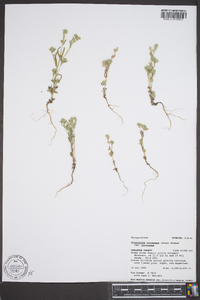 Cryptantha torreyana image