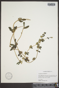 Ipomoea procumbens image