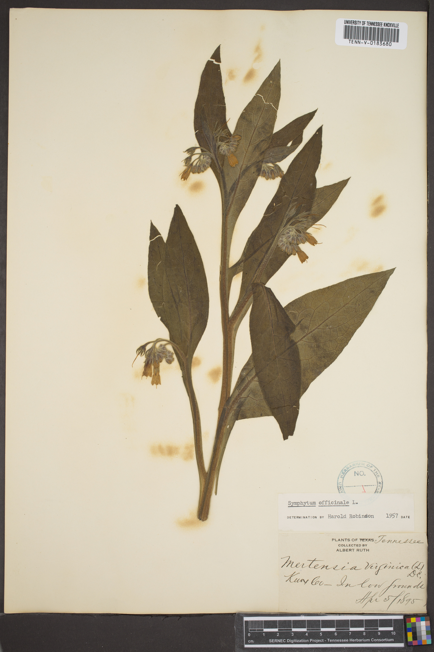 Symphytum officinale image