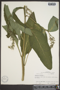 Symphytum officinale image