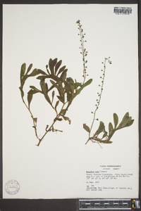 Myosotis laxa image