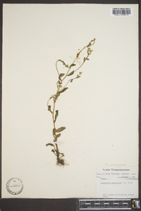 Myosotis macrosperma image