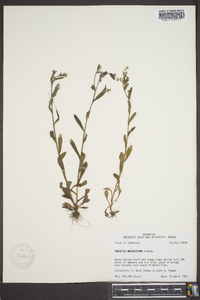 Myosotis macrosperma image