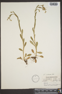 Myosotis macrosperma image