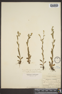 Myosotis macrosperma image