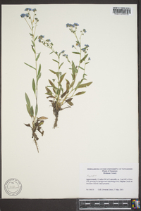 Myosotis macrosperma image