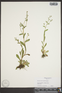 Myosotis macrosperma image