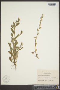 Myosotis macrosperma image