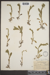 Myosotis macrosperma image