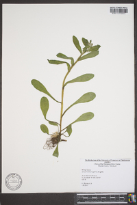 Myosotis macrosperma image