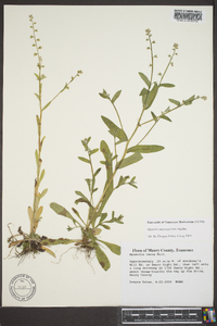 Myosotis macrosperma image