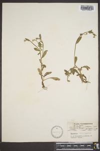 Myosotis macrosperma image