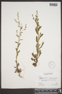 Myosotis macrosperma image