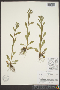 Myosotis macrosperma image